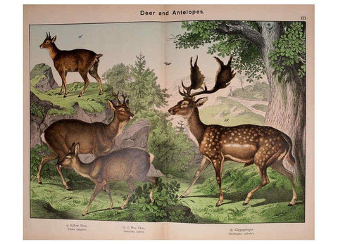 Reproducción/Reproduction 5974373897: Natural history of the animal kingdom for the use of young people Brighton :E. & J.B. Young and Co.,1889