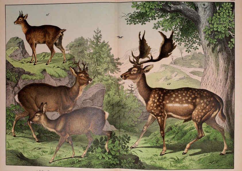 Reproducción/Reproduction 5974373897: Natural history of the animal kingdom for the use of young people Brighton :E. & J.B. Young and Co.,1889