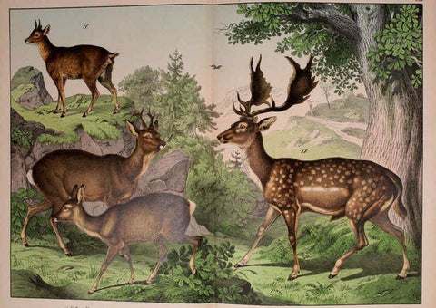 Reproducción/Reproduction 5974373897: Natural history of the animal kingdom for the use of young people Brighton :E. & J.B. Young and Co.,1889