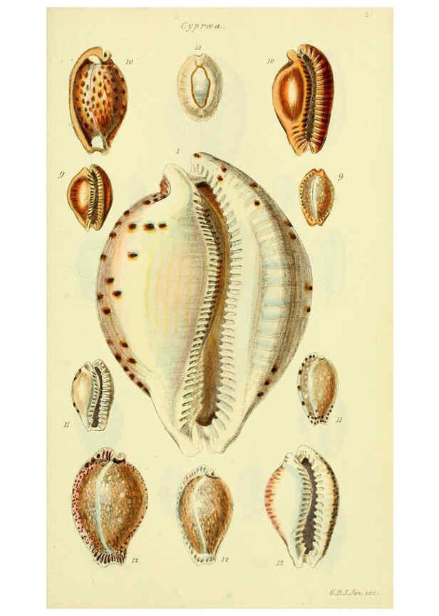 Reproducción/Reproduction 5977968649: The conchological illustrations or, Coloured figures of all the hitherto unfigured recent shells London :[s.n.] ;1832