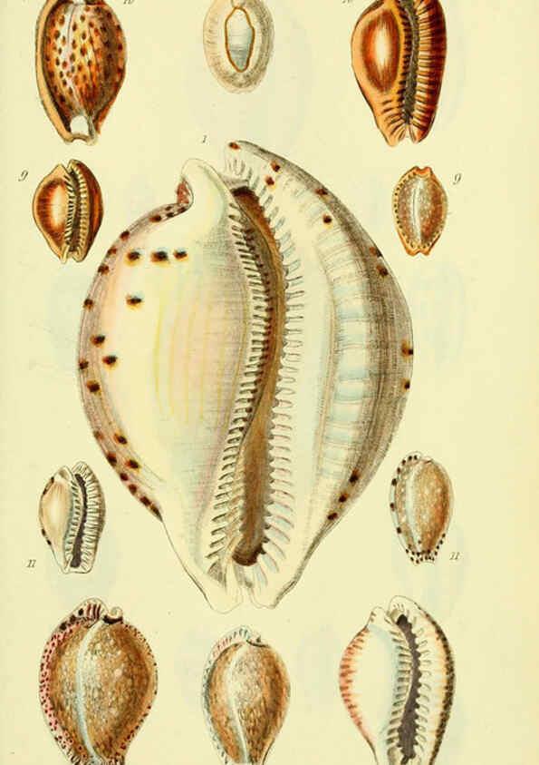 Reproducción/Reproduction 5977968649: The conchological illustrations or, Coloured figures of all the hitherto unfigured recent shells London :[s.n.] ;1832