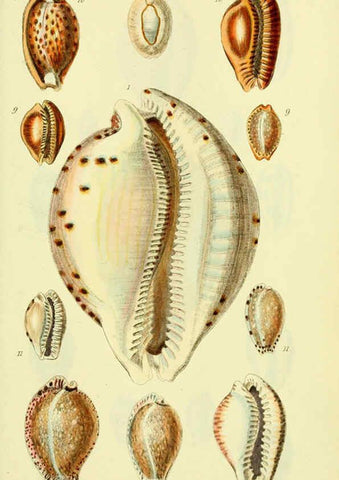 Reproducción/Reproduction 5977968649: The conchological illustrations or, Coloured figures of all the hitherto unfigured recent shells London :[s.n.] ;1832