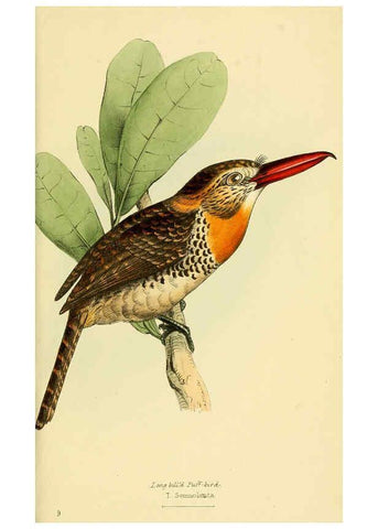 Reproducción/Reproduction 5977776310: A selection of the birds of Brazil and Mexico : the drawings London :H.G. Bohn,1841