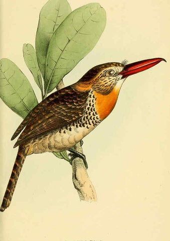 Reproducción/Reproduction 5977776310: A selection of the birds of Brazil and Mexico : the drawings London :H.G. Bohn,1841