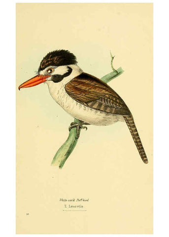 Reproducción/Reproduction 5977776466: A selection of the birds of Brazil and Mexico : the drawings London :H.G. Bohn,1841