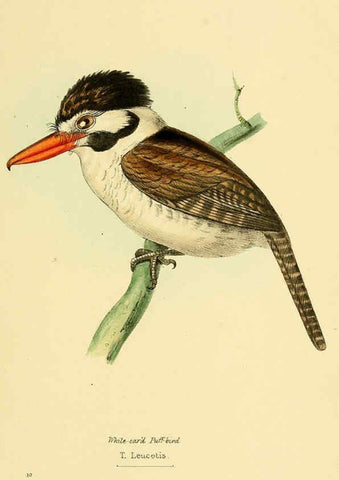 Reproducción/Reproduction 5977776466: A selection of the birds of Brazil and Mexico : the drawings London :H.G. Bohn,1841