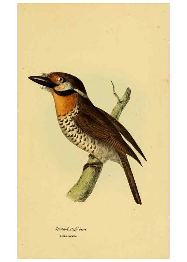 Reproducción/Reproduction 5977213601: A selection of the birds of Brazil and Mexico : the drawings London :H.G. Bohn,1841