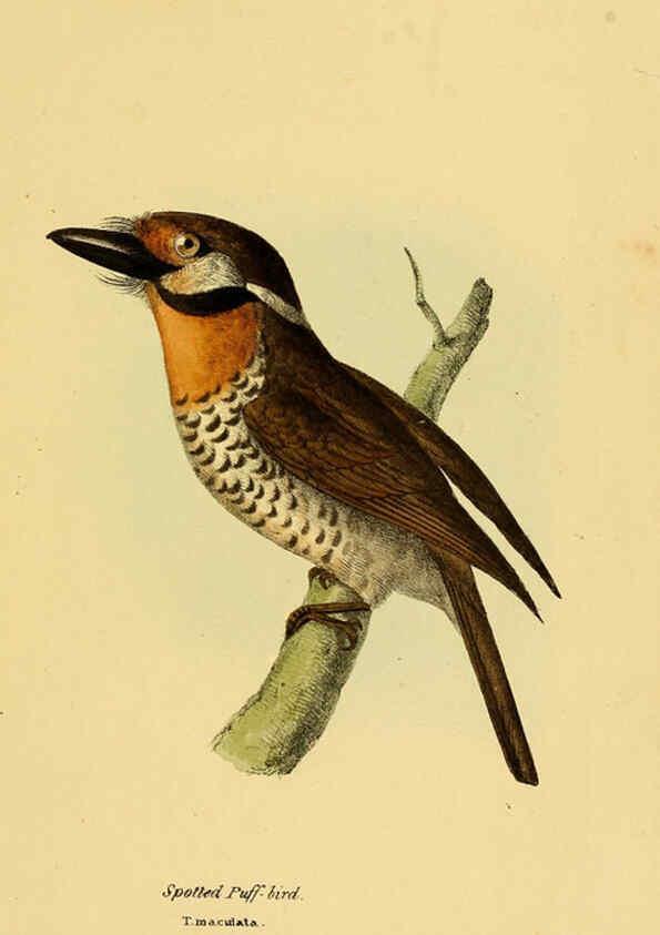 Reproducción/Reproduction 5977213601: A selection of the birds of Brazil and Mexico : the drawings London :H.G. Bohn,1841