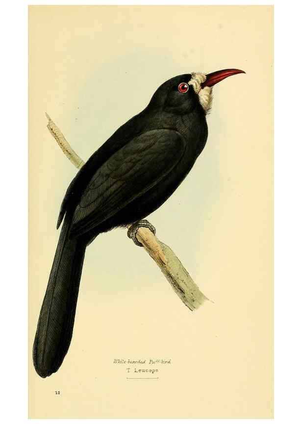Reproducción/Reproduction 5977776732: A selection of the birds of Brazil and Mexico : the drawings London :H.G. Bohn,1841