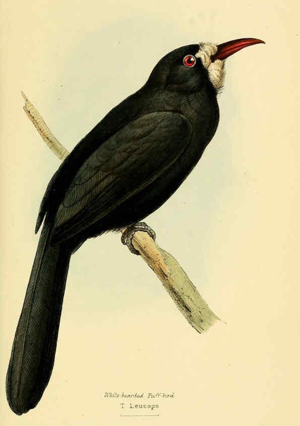 Reproducción/Reproduction 5977776732: A selection of the birds of Brazil and Mexico : the drawings London :H.G. Bohn,1841