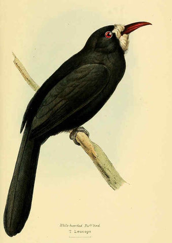 Reproducción/Reproduction 5977776732: A selection of the birds of Brazil and Mexico : the drawings London :H.G. Bohn,1841