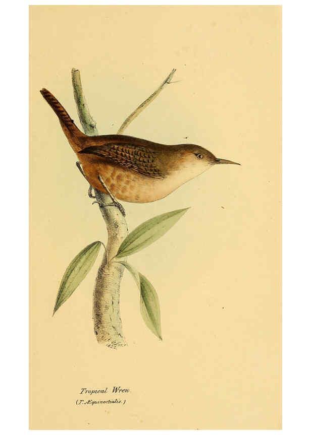 Reproducción/Reproduction 5977776888: A selection of the birds of Brazil and Mexico : the drawings London :H.G. Bohn,1841