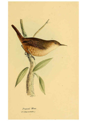 Reproducción/Reproduction 5977776888: A selection of the birds of Brazil and Mexico : the drawings London :H.G. Bohn,1841