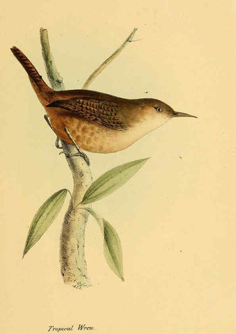 Reproducción/Reproduction 5977776888: A selection of the birds of Brazil and Mexico : the drawings London :H.G. Bohn,1841