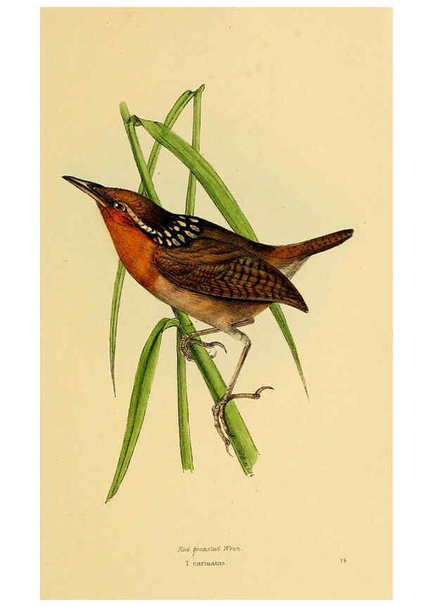Reproducción/Reproduction 5977214095: A selection of the birds of Brazil and Mexico : the drawings London :H.G. Bohn,1841