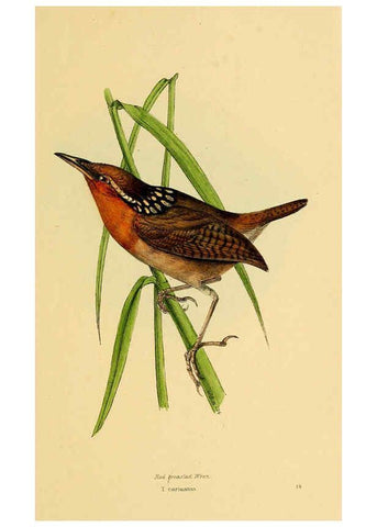 Reproducción/Reproduction 5977214095: A selection of the birds of Brazil and Mexico : the drawings London :H.G. Bohn,1841