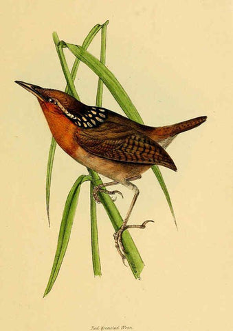 Reproducción/Reproduction 5977214095: A selection of the birds of Brazil and Mexico : the drawings London :H.G. Bohn,1841