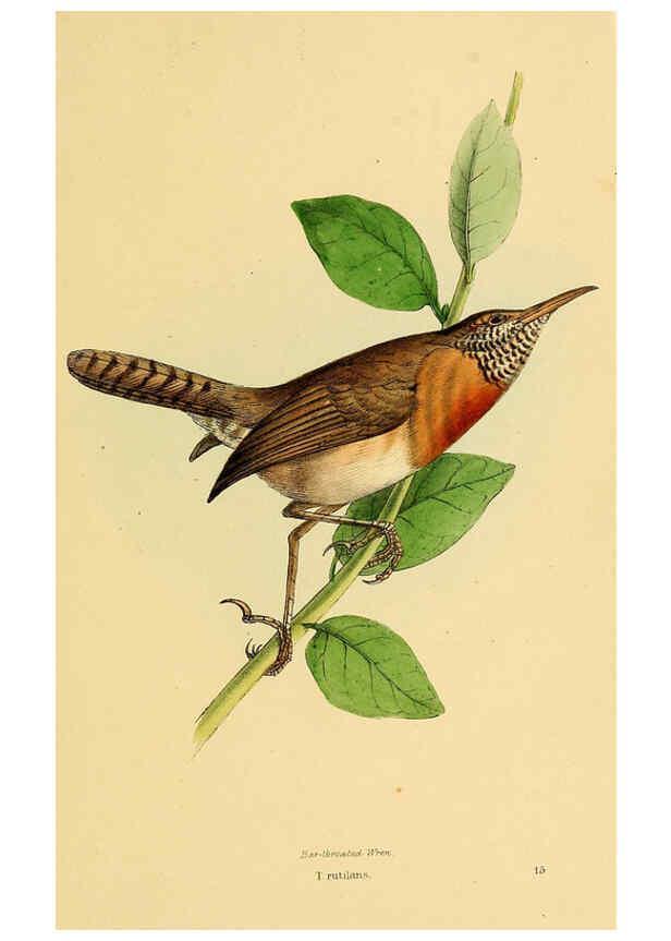 Reproducción/Reproduction 5977777362: A selection of the birds of Brazil and Mexico : the drawings London :H.G. Bohn,1841