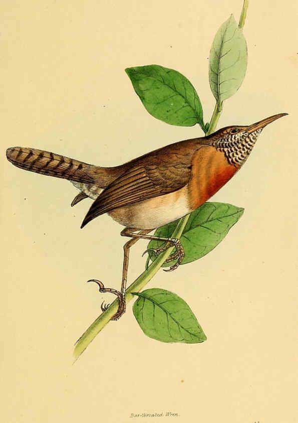 Reproducción/Reproduction 5977777362: A selection of the birds of Brazil and Mexico : the drawings London :H.G. Bohn,1841