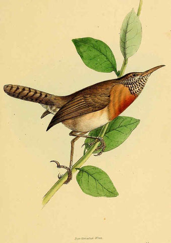 Reproducción/Reproduction 5977777362: A selection of the birds of Brazil and Mexico : the drawings London :H.G. Bohn,1841