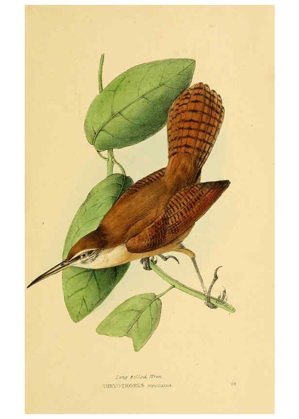 Reproducción/Reproduction 5977777514: A selection of the birds of Brazil and Mexico : the drawings London :H.G. Bohn,1841