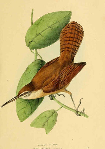 Reproducción/Reproduction 5977777514: A selection of the birds of Brazil and Mexico : the drawings London :H.G. Bohn,1841