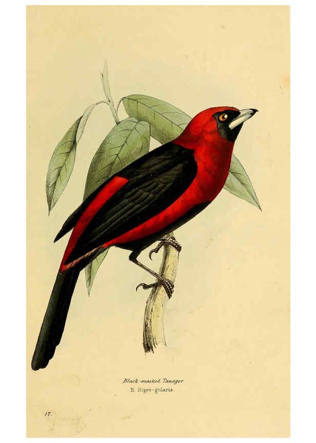 Reproducción/Reproduction 5977214649: A selection of the birds of Brazil and Mexico : the drawings London :H.G. Bohn,1841