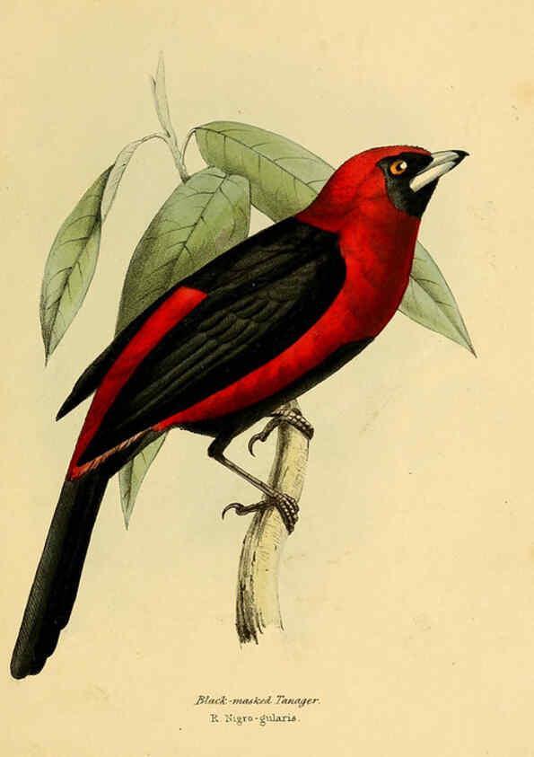 Reproducción/Reproduction 5977214649: A selection of the birds of Brazil and Mexico : the drawings London :H.G. Bohn,1841