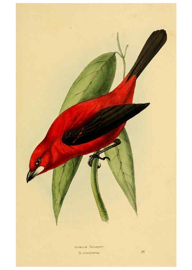 Reproducción/Reproduction 5977214879: A selection of the birds of Brazil and Mexico : the drawings London :H.G. Bohn,1841