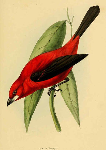 Reproducción/Reproduction 5977214879: A selection of the birds of Brazil and Mexico : the drawings London :H.G. Bohn,1841