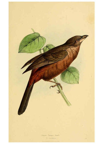 Reproducción/Reproduction 5977778048: A selection of the birds of Brazil and Mexico : the drawings London :H.G. Bohn,1841