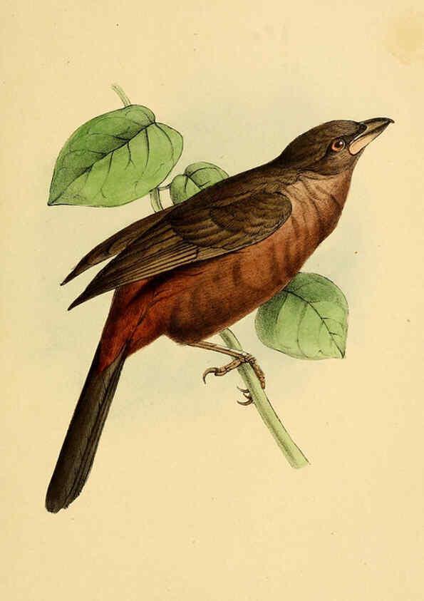 Reproducción/Reproduction 5977778048: A selection of the birds of Brazil and Mexico : the drawings London :H.G. Bohn,1841