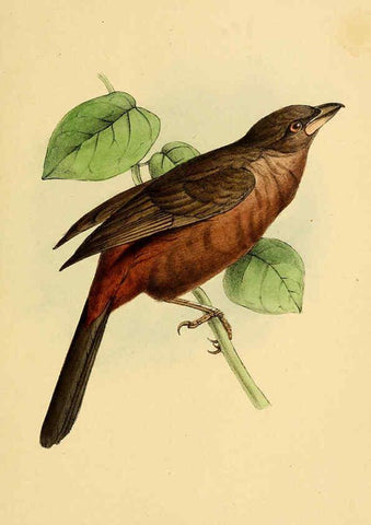 Reproducción/Reproduction 5977778048: A selection of the birds of Brazil and Mexico : the drawings London :H.G. Bohn,1841