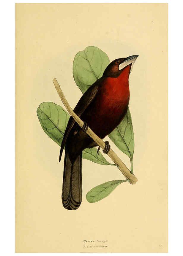 Reproducción/Reproduction 5977215177: A selection of the birds of Brazil and Mexico : the drawings London :H.G. Bohn,1841