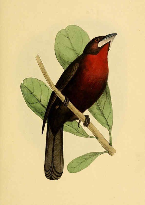 Reproducción/Reproduction 5977215177: A selection of the birds of Brazil and Mexico : the drawings London :H.G. Bohn,1841