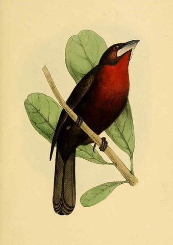 Reproducción/Reproduction 5977215177: A selection of the birds of Brazil and Mexico : the drawings London :H.G. Bohn,1841