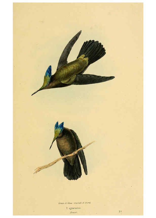 Reproducción/Reproduction 5977215349: A selection of the birds of Brazil and Mexico : the drawings London :H.G. Bohn,1841