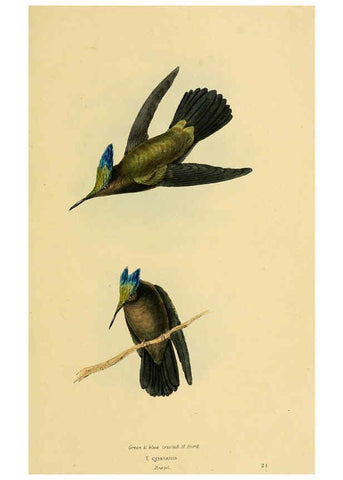 Reproducción/Reproduction 5977215349: A selection of the birds of Brazil and Mexico : the drawings London :H.G. Bohn,1841