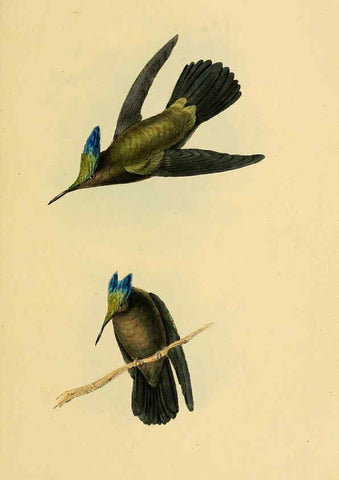 Reproducción/Reproduction 5977215349: A selection of the birds of Brazil and Mexico : the drawings London :H.G. Bohn,1841