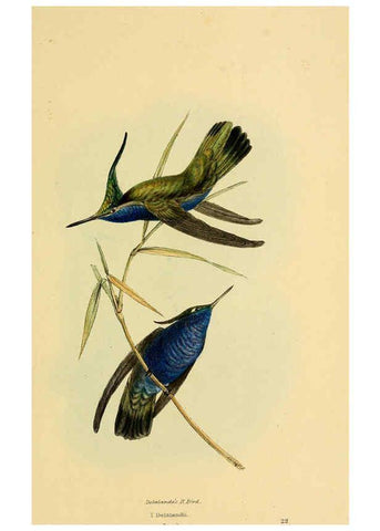 Reproducción/Reproduction 5977778614: A selection of the birds of Brazil and Mexico : the drawings London :H.G. Bohn,1841