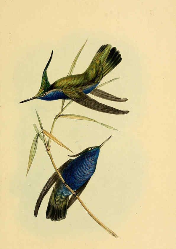 Reproducción/Reproduction 5977778614: A selection of the birds of Brazil and Mexico : the drawings London :H.G. Bohn,1841