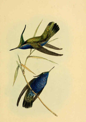 Reproducción/Reproduction 5977778614: A selection of the birds of Brazil and Mexico : the drawings London :H.G. Bohn,1841