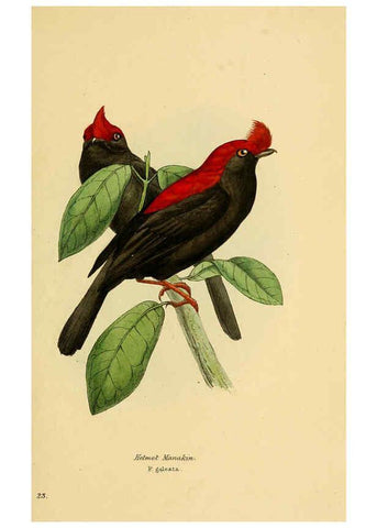 Reproducción/Reproduction 5977215777: A selection of the birds of Brazil and Mexico : the drawings London :H.G. Bohn,1841