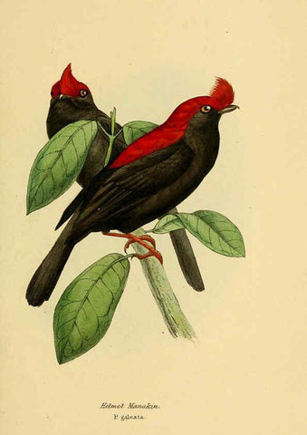 Reproducción/Reproduction 5977215777: A selection of the birds of Brazil and Mexico : the drawings London :H.G. Bohn,1841
