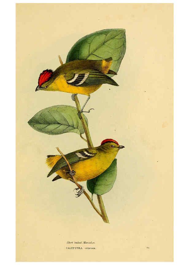 Reproducción/Reproduction 5977778986: A selection of the birds of Brazil and Mexico : the drawings London :H.G. Bohn,1841