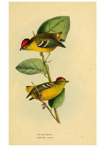 Reproducción/Reproduction 5977778986: A selection of the birds of Brazil and Mexico : the drawings London :H.G. Bohn,1841