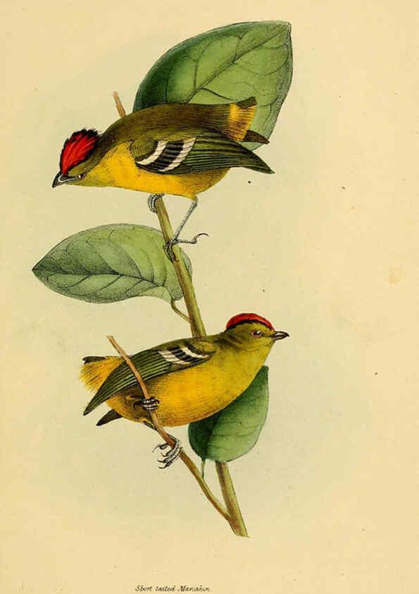 Reproducción/Reproduction 5977778986: A selection of the birds of Brazil and Mexico : the drawings London :H.G. Bohn,1841