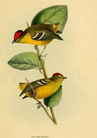 Reproducción/Reproduction 5977778986: A selection of the birds of Brazil and Mexico : the drawings London :H.G. Bohn,1841