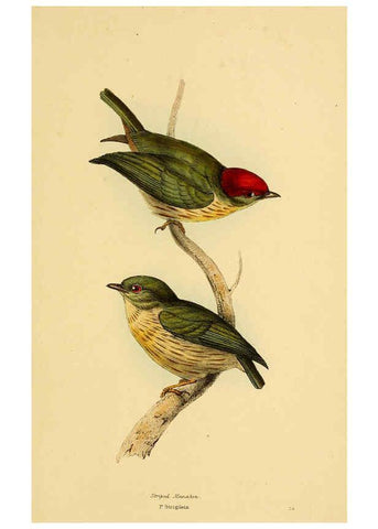 Reproducción/Reproduction 5977216193: A selection of the birds of Brazil and Mexico : the drawings London :H.G. Bohn,1841