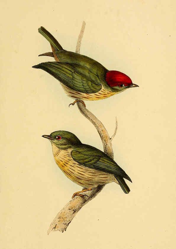 Reproducción/Reproduction 5977216193: A selection of the birds of Brazil and Mexico : the drawings London :H.G. Bohn,1841